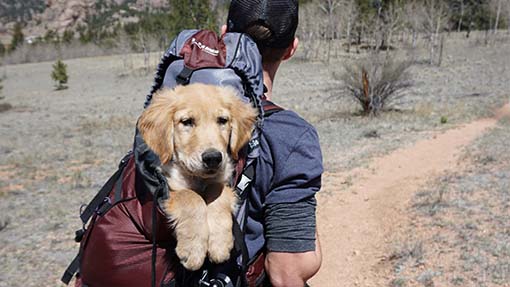 ProPathDog