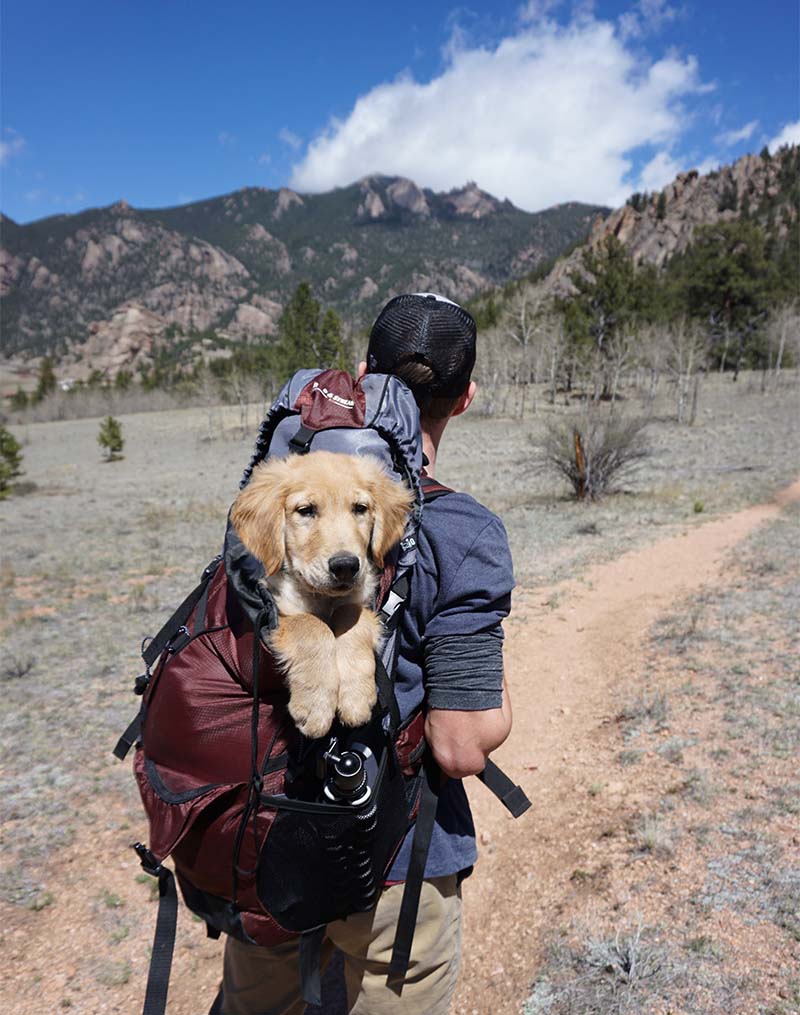 backpack dog universe